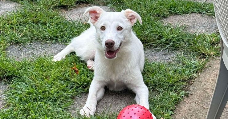 adoptable Dog in New York, NY named Benson (AL)