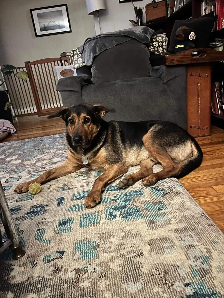 Cyrus Tx - Shepherd