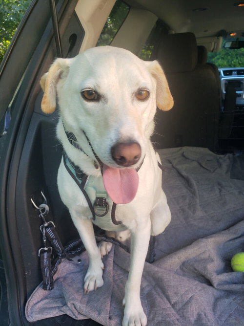 GEORGE (TX) - Labrador Retriever available for adoption