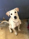 adoptable Dog in  named George (TX)