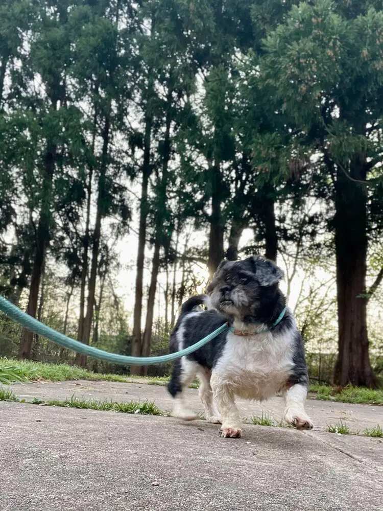 Gideon Ga - Shih Tzu