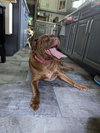 Sable (SC) - Photo 1