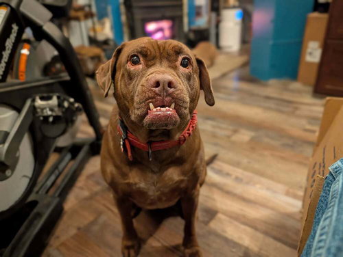 SABLE (SC) - Boxer available for adoption