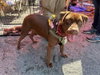 Sable (SC) - Photo 1