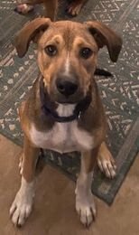 LENNY (TX) - Boxer available for adoption