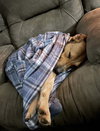 Lenny (TX) - Photo 4