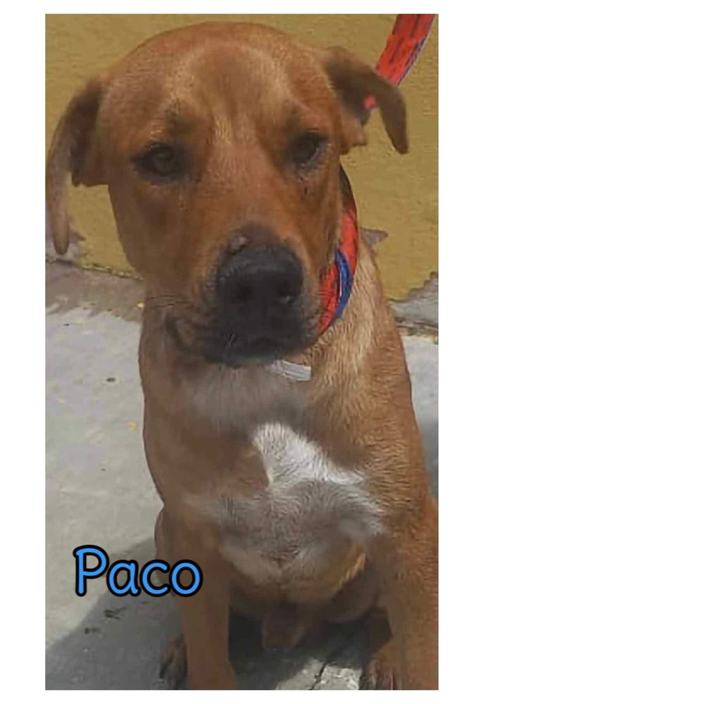 adoptable Dog in New York, NY named Paco TX