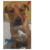 adoptable Dog in , NY named Paco TX