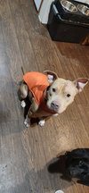 Piper (TX) - Photo 2