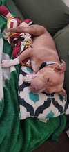 Piper (TX) - Photo 4