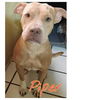 adoptable Dog in New York, NY named Piper TX