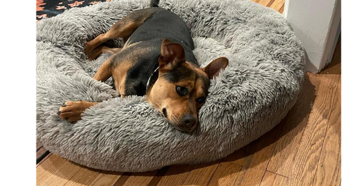 Paisley (TX), an adoptable Labrador Retriever in New York, NY