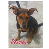 adoptable Dog in , NY named Paisley TX