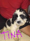 Tina (TX)