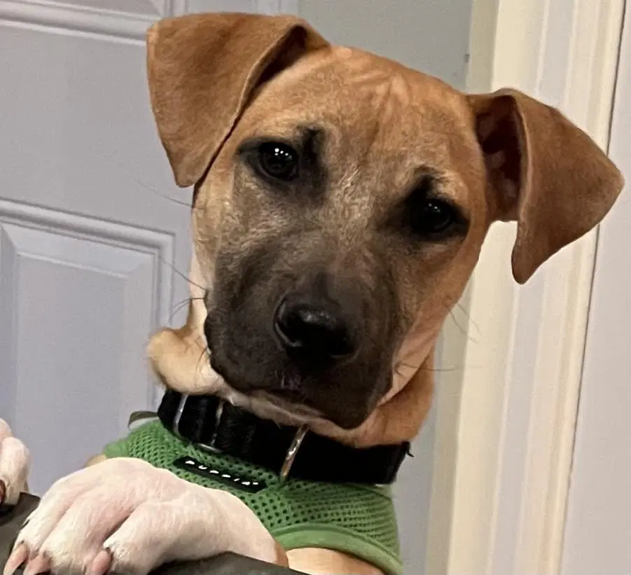 Jill Ga - Hound Mix