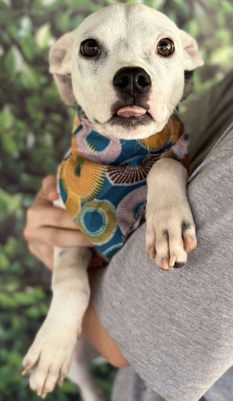 Casper (GA) — thumbnail 3