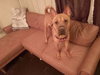 Bebe (TX) - Photo 2