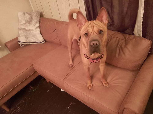 BEBE (TX) - Shar Pei available for adoption