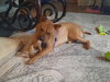 Bebe (TX) - Photo 3