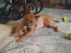 Bebe (TX) - Photo 4