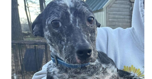 picture of the dog needing adoption