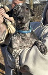 Figaro (AL) - Photo 2