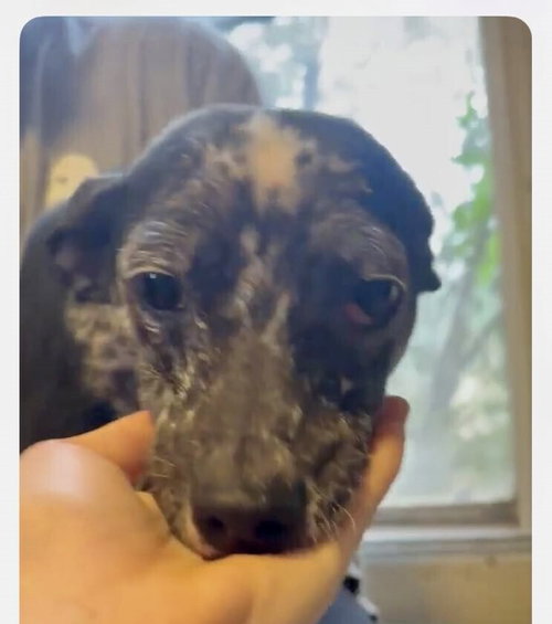 Figaro (AL) — thumbnail 3