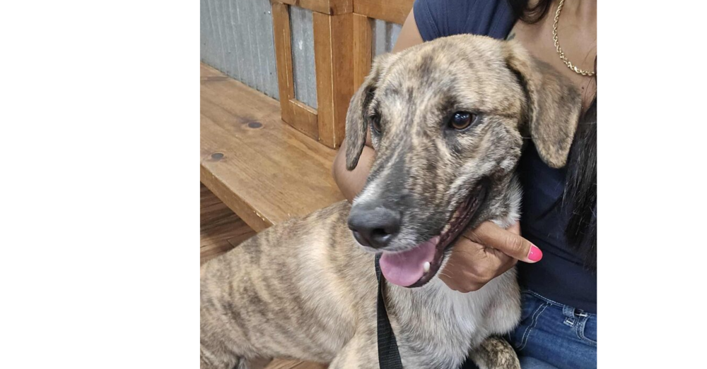 Mountain Cur