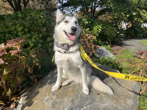 picture of the dog needing adoption