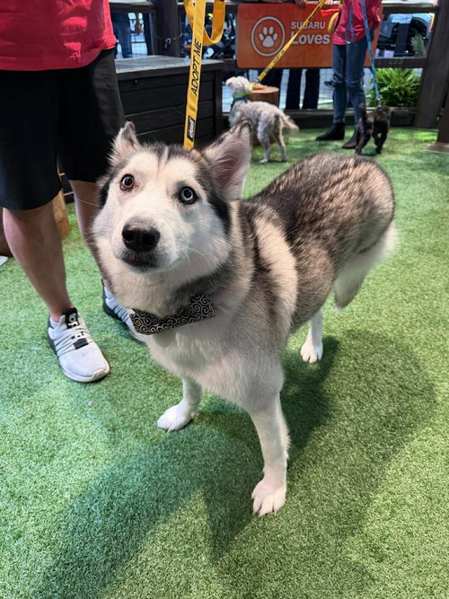BRONX (TX) - Husky available for adoption