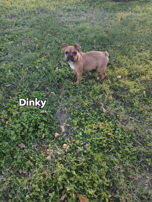 Dinky TX