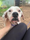 Lillian (GA) - Photo 2
