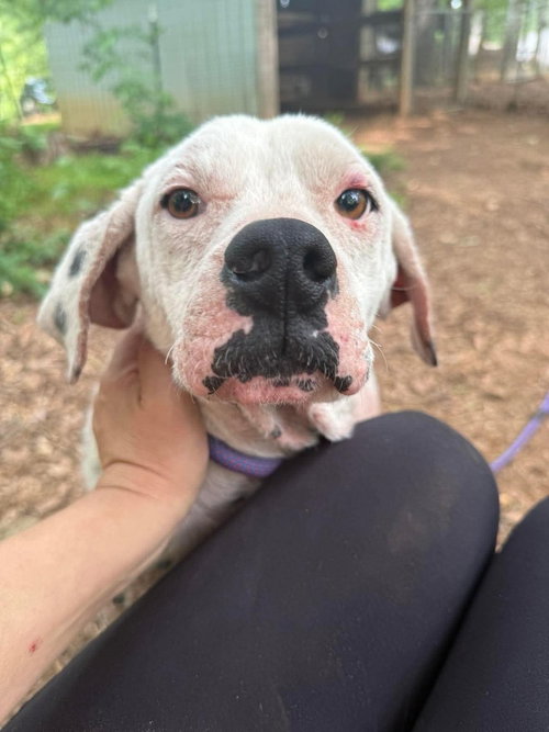 LILLIAN (GA) - Labrador Retriever available for adoption