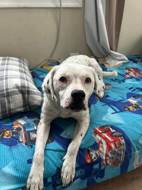 Lillian (GA), an adoptable Labrador Retriever in New York, NY