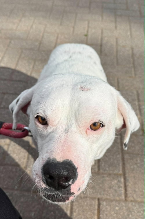 LILLIAN (GA) - Labrador Retriever available for adoption
