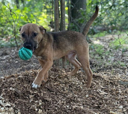 picture of the dog needing adoption