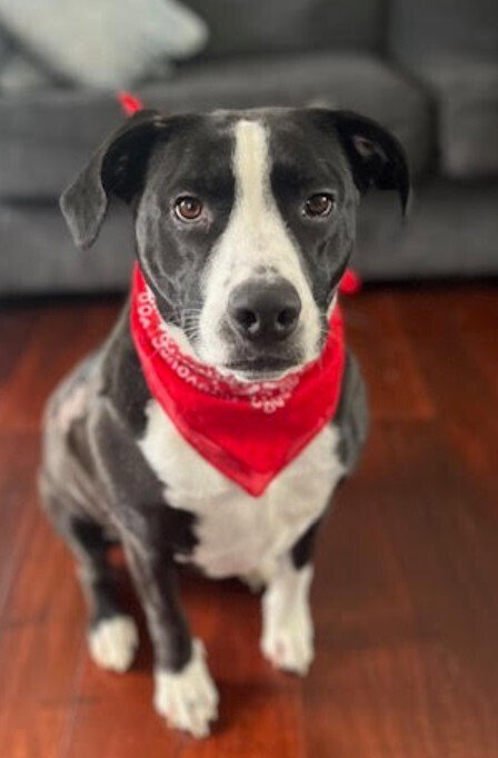 CYLE (TX) - Unknown available for adoption