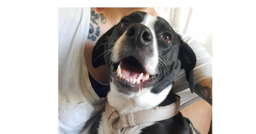 CYLE (TX) - Terrier available for adoption