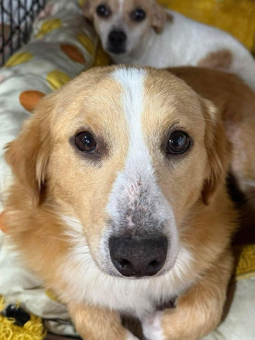 picture of the dog needing adoption