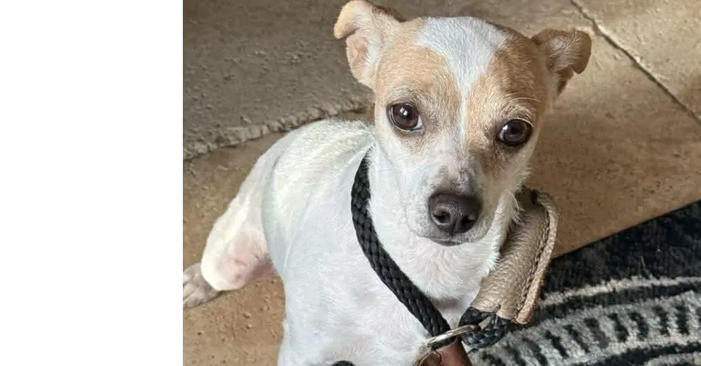 Twig Al - Chihuahua