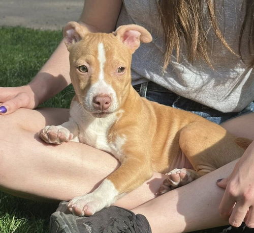 picture of the dog needing adoption