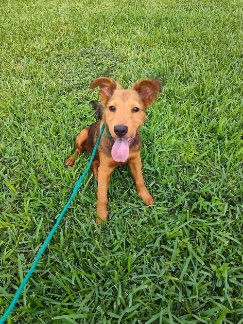 picture of the dog needing adoption