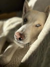 Zeus 2 (TX) - Photo 2