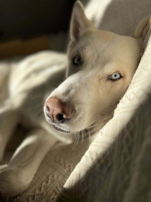 ZEUS 2 (TX) - Husky available for adoption