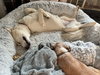 Zeus 2 (TX) - Photo 3