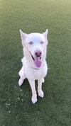 Zeus 2 (TX) - Photo 4