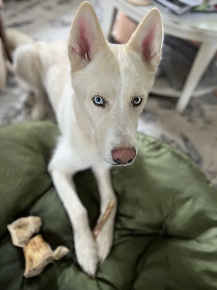 Zeus  Tx - Husky