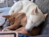 Zeus 2 (TX) - Photo 2