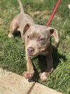 Sweet Pea (AL) - Photo 2