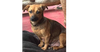 Skye (AL)